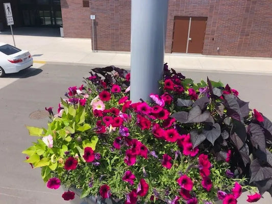 Hanging Basket Pilot Project