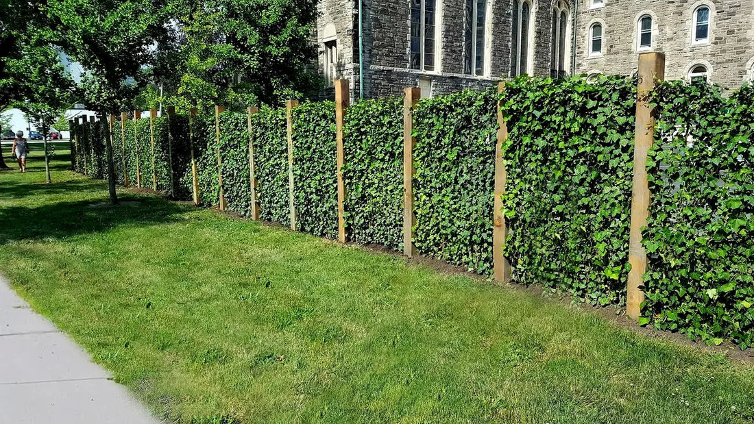 Green Living Fence Case Study